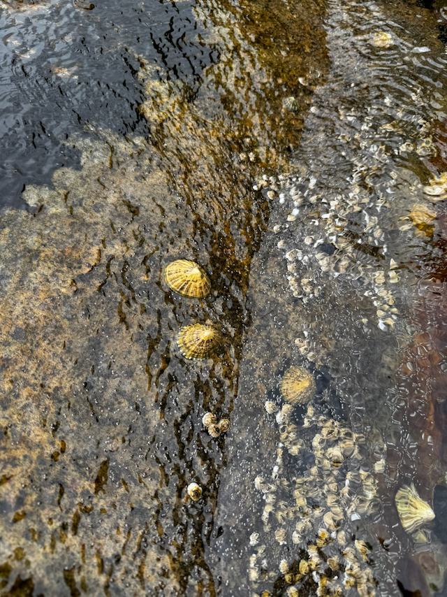 Barnacles hanging out on rocks