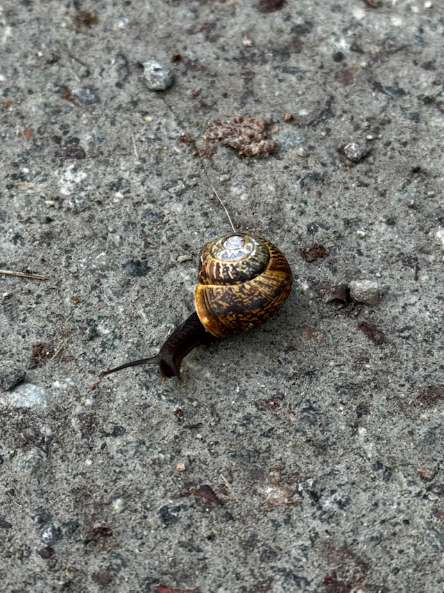 Operation snail rescue