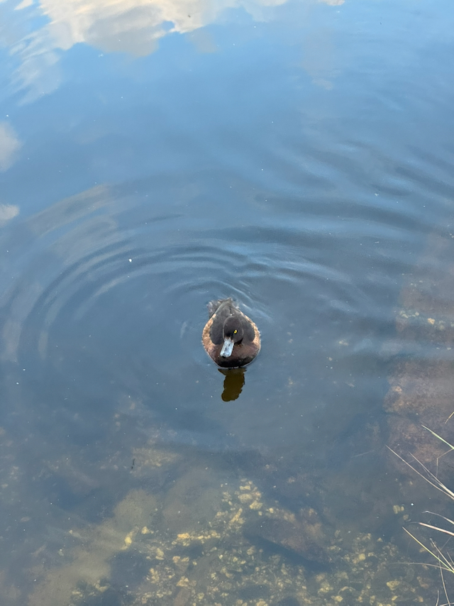 A weird bird in a lake